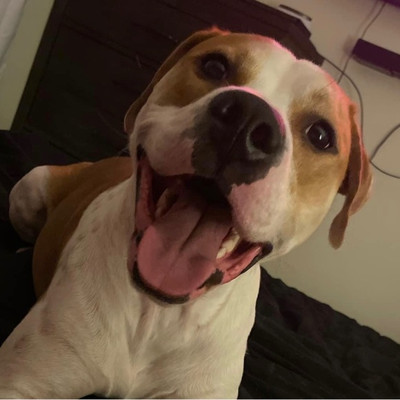 ✨Meet the Posher✨ - Picture 2 of 2